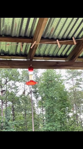 Finally can use this sound🤣but why hummingbird so noisy and angry... #Hummingbirdlove #hummingbird #reel #animals #videobird #viral #bird #nature #animais | Hummingbird Love