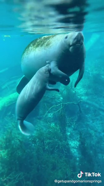 Adorable Baby Manatee Wildlife Encounter at Silver Springs