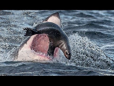 Tiburon Blanco Ataca a Foca