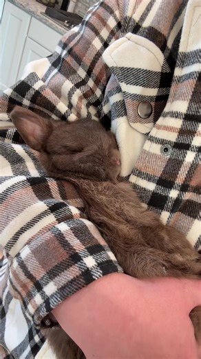 An adorable bun bun to cheer you up 🐰 #netherlanddwarfbunny #petrabbit