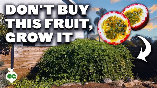 Passion Fruit The Expensive Fruit That's EASY To Grow