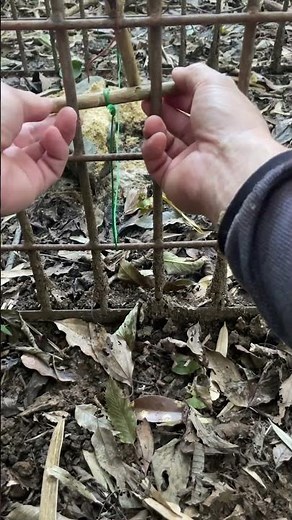猪 箱罠トリガーPart2 糸に触れると落ちちゃう方式