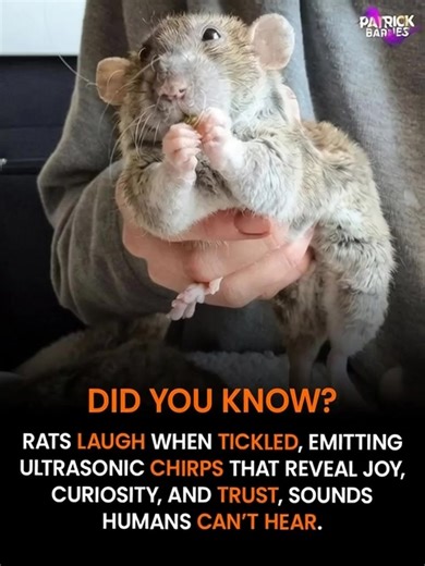 Fahad Khan on Instagram: "For decades, rats were seen as simple lab animals, driven purely by instinct and survival. That perception changed when scientists discovered their surprising emotional depth 🐀. During gentle play, researchers noticed rats responding with bursts of excitement and playful movements. Using specialized equipment, they recorded high-pitched ultrasonic vocalizations, around 50 kilohertz, emitted during these joyful moments. These sounds, distinct from fear responses, indica