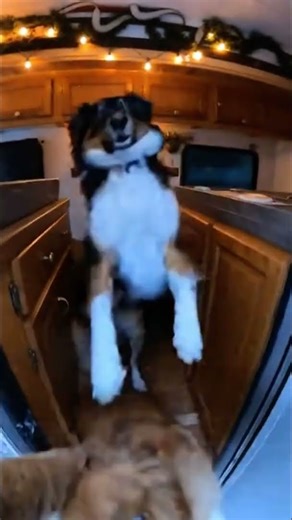 Heavy Snowstorm Rescue RV🐶❄️