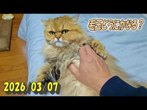 Hitomi, unusually showing her belly on a Saturday morning, a holiday.