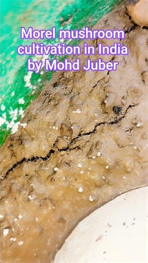 conidium formation started ‪@pmoindia‬ ‪@PushkarSinghDhami_UK‬ ‪@khetigaadi‬ #nonfollowers