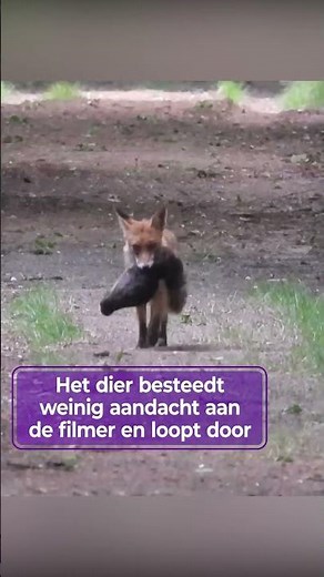 Joop filmt vos met prooi. #natuur #vos #veluwe