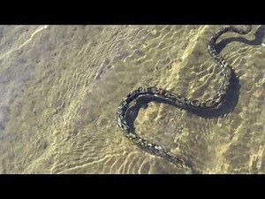 Small Reticulated Python Snake Swimming in Thailand