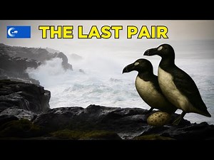 From Millions to None | The Great Auk’s Final Stand