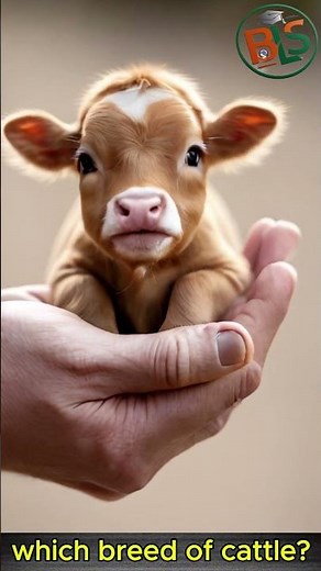 Top 3 Miniature Cattle Breeds You Never Knew Existed