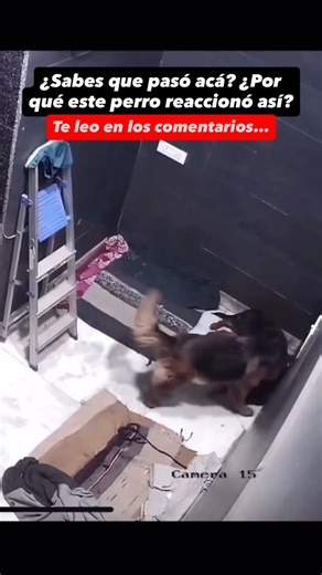 Efrain Calderón on Instagram: "Detente y analiza conmigo muy bien este caso, y cuéntame en los comentarios que crees que pasó acá👇🏼👇🏼 #reel #viral #dogs"