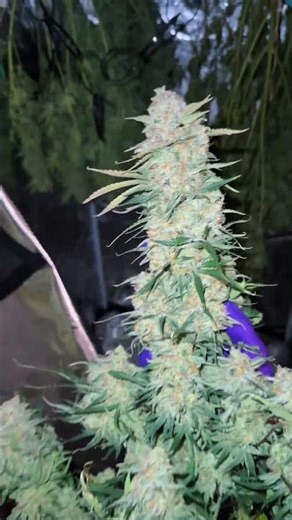 Amnesia Skittlez Harvest Came In Heavy💚 #grow #yield