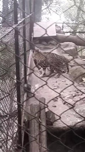 Dargiling Zoo #nature March 22, 2026