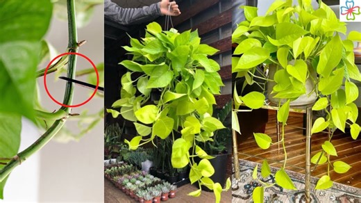 Pothos pruning techniques to make your plant thrive