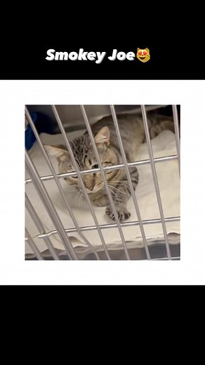 Fact: Feline immunodeficiency virus (FIV) is a virus specific to the cat family and was first recognized in the mid-1980s. Although FIV is found worldwide, only 1-5% of cats tested show evidence of exposure to the virus. It is similar to HIV (human immunodeficiency virus, the cause of AIDS in people) in that it attacks and weakens the immune system and there is no cure. Some common issues to monitor would be dental disease and anemia- which Smokey Joe does not have at this time and can be monito