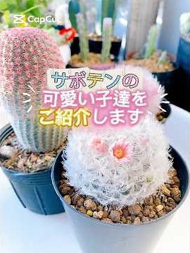 サボテンの可愛い種類ご紹介致します#サボテン#白星#cactus #カクタス #多肉植物 #趣味#植物