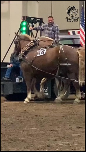 Young has a full pull #horse #pulls #michiganstateuniversity #belgian #drafthorses | Horse Pull