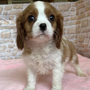 キャバリア【鹿児島県・男の子・2024年12月1日・ブレンハイム】元気で可愛い男の子❣️｜みんなのブリーダー（子犬ID：2502-00633）