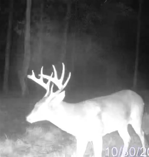 Absolute monster most hunters will never even see a buck while hunting this big in their lifetime. | Steve Purvis