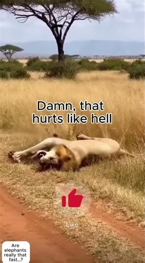 Are elephants really that fast…? #animals #wildlife