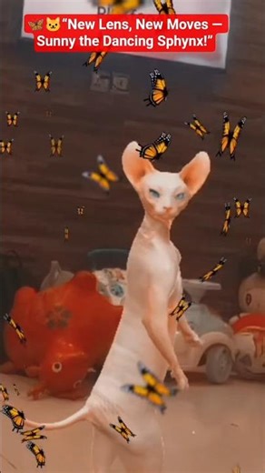 Sphynx Dancing Cat With Magic Butterflies 🦋✨ | Too Cute to Handle!