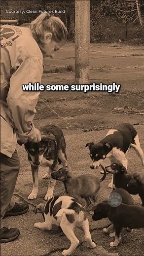 Dogs That Survived in Chernobyl #dogs #chernobyl