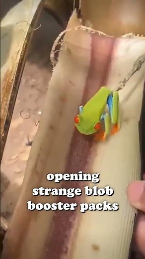 opening indistinct blob booster packs chasing anything that isn't just gum