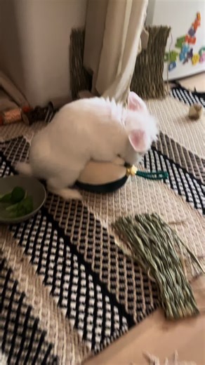 Joyful Moments with My New Bunny Ball