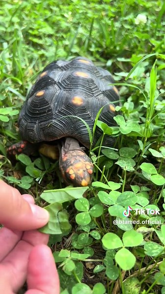 Discovering the Wild Redfoot Tortoise in Virginia