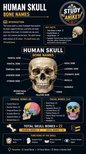 🦴 Human Skull Bone Names Explained | 22 Skull Bones Anatomy | Cranial & Facial Bones