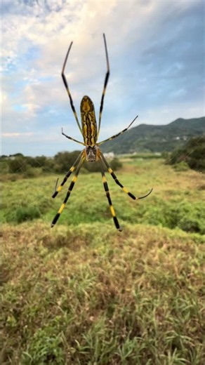 クモは深い。なんであんな巣、作れるん。普通に深いやん。