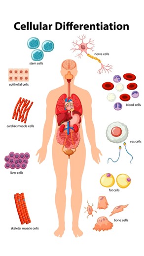Just Human Cells Things!!!!! #health #thebioinsight