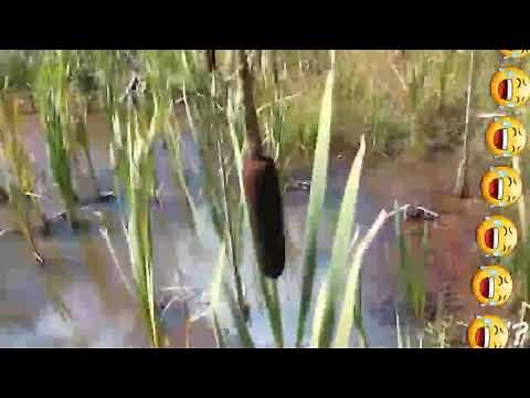 À TU VU LES QUENOUILLE