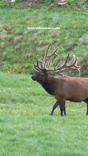 Understanding Elk Aggression: The Hissing Behavior in Bulls