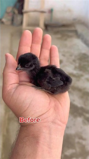 Black Rooster Transformation | From Chick To Chicken🐥👉🐓#youtubeshorts #rooster #chicks