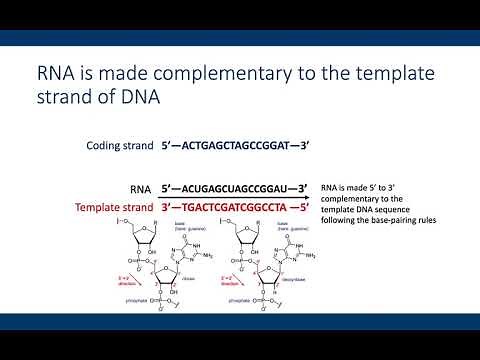 Determine RNA sequence from coding DNA
