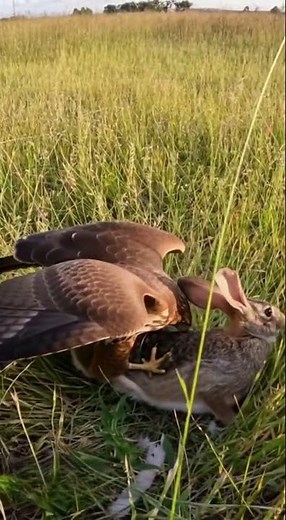 Hawk vs Rabbit ‼️ A Lightning-Fast Ground Strike