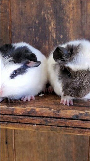 Barely One Week Old Baby Guinea Pigs from "hole in the" ground Rescue