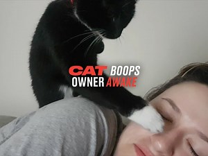 'Wake up human, I need breakfast' 😂😼 | LADbible