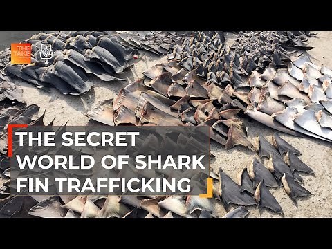 Tracing the illicit trail to shark fin soup | The Take