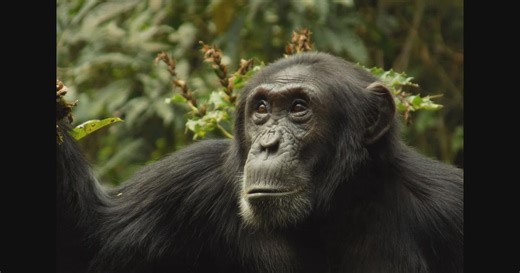 Chimp 'civil war' in Uganda kills 24 after group splits, U of A researchers report
