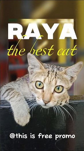 Cat Food Shopping Experience at a Local Pet Store 🐱🛒 | Real Customer Review