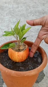 How to grow apple tree#apple #plants #fypシ゚viral #unitedkingdom #gardening #viraltiktok #plantslife31 #foryoupage #PlantCare#IndoorPlants#GreenLiving#PlantLover#PlantAddict#Gardening#HousePlants#PlantCommunity #PlantParent#UrbanJungle#PlantGoals#GardenInspiration#PlantsMakePeopleHappy#NatureLovers#PlantTherapy #GreenThumb#PlantCollection#natureathome#HomeGarden#PlantStyling#LeafLover#PlantLife#PlantOfTheDay#GrowYourOwn #Botanical#PlantObsessed#PlantGang#Succulents #GreenHome#PlantDecor#PlantInsp