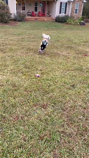 Happy Halloween 🎃 💀 🐾 Dames Ferry Tails. We will see you tonight! #opawz #halloween2025 #poodle | Dames Ferry Tails