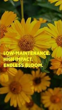Tuscan Sun False Sunflower 🌼 The LOW Maintenance Perennial You Need