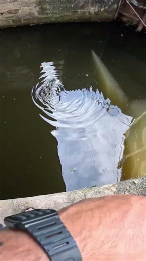 GROS DEPART AU VIF !!! #fishing #fishingvideo #fish