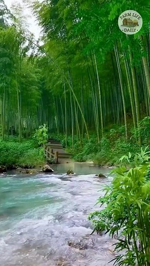 Why Does Bamboo Grow So Fast and Benefit the Environment