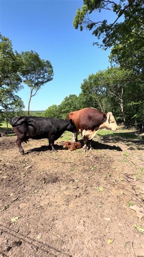 Rufus meeting Rowdy for the first time #rufusthebull #cow
