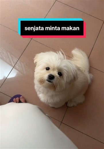 Kumpulan Video Anjing Lucu yang Bikin Ngakak