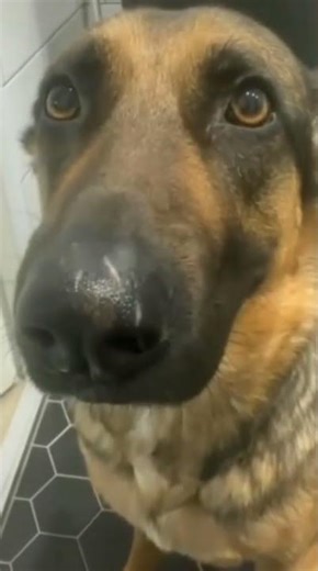 Whining dog meme #funny#dogs#memes#shorts#dogshorts#meme#shortvideo#memesvideo